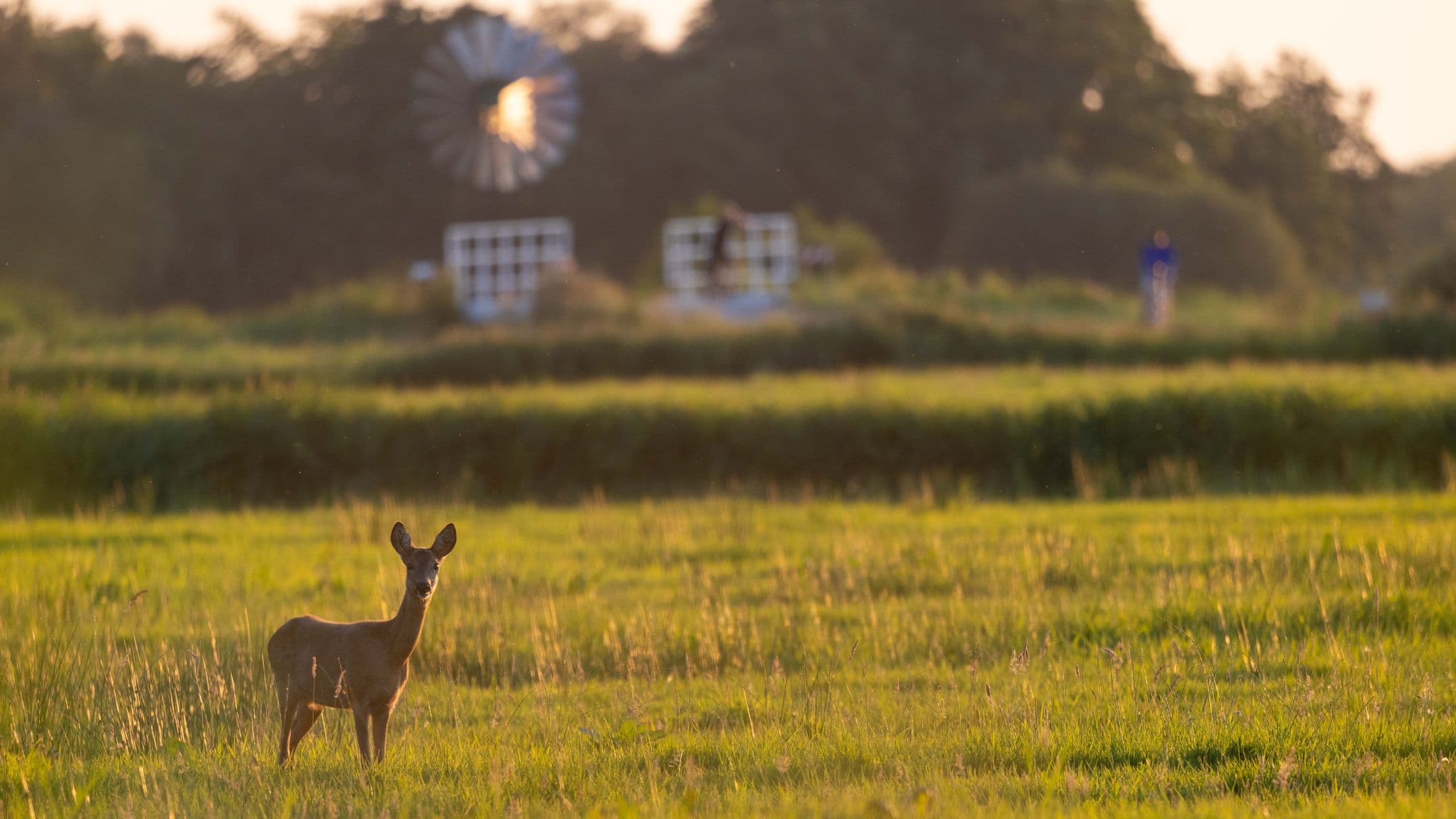 Ree in het weiland bij zonsondergang
